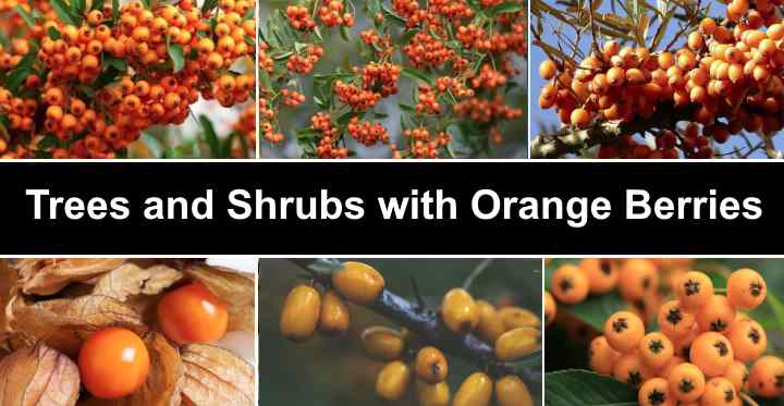 Trees and Shrubs with Orange Berries