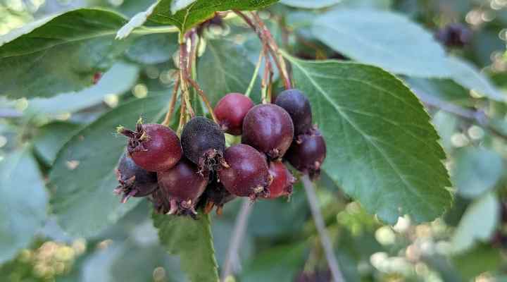 Saskatoon Berry (Amelanchier alnifolia)