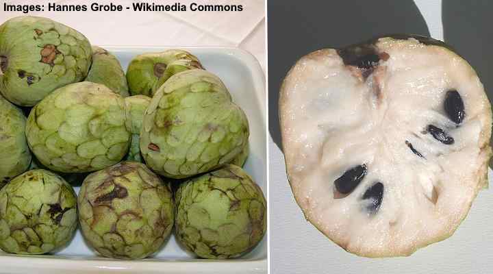 Cherimoya (Annona cherimola)