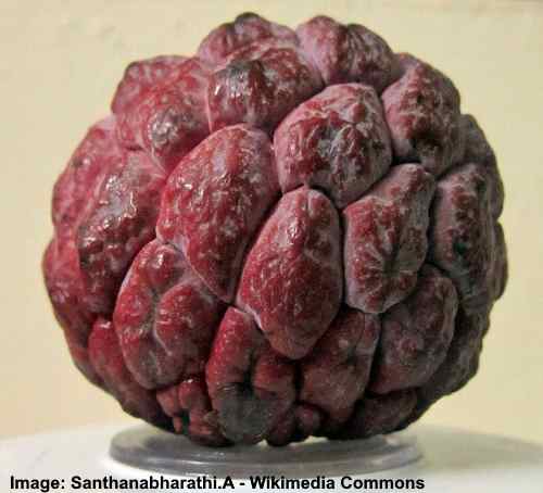 Purple Sugar Apple (Annona squamosa)