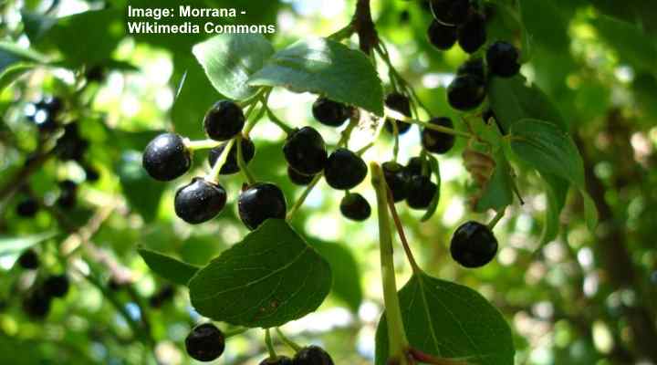 Maqui Berries (Aristotelia chilensis)