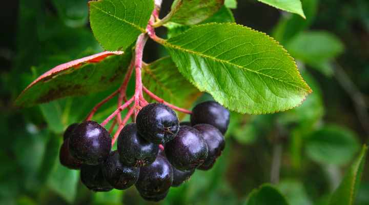 Chokeberry (Aronia spp.)