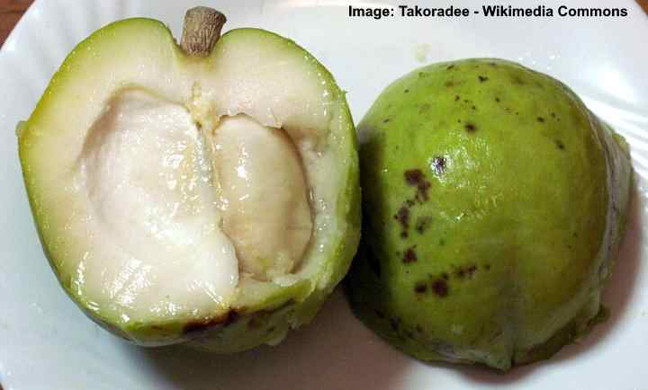 White Sapote (Casimiroa edulis)