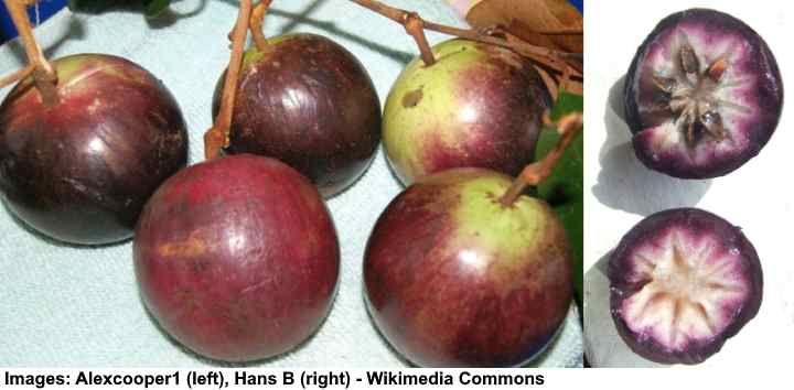 Purple Star Apple (Chrysophyllum cainito)