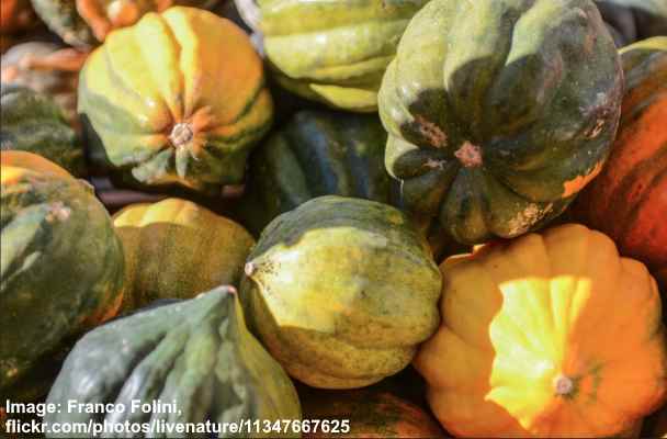 Types Of Gourds With Pictures And Identification Chart