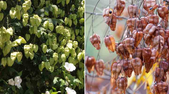 Golden Rain Tree (koelreuteria Paniculata): Leaves, Flowers, Bark (with 