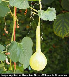 Types Of Gourds With Pictures And Identification Chart