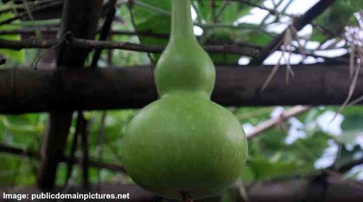 Types Of Gourds With Pictures And Identification Chart