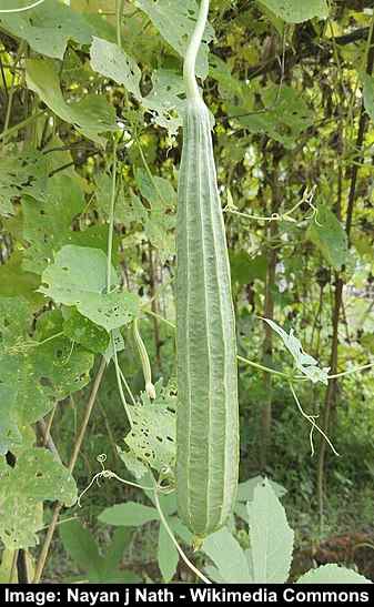 Types Of Gourds With Pictures And Identification Chart