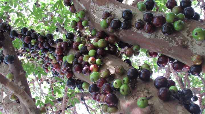 Jaboticaba (Plinia cauliflora)