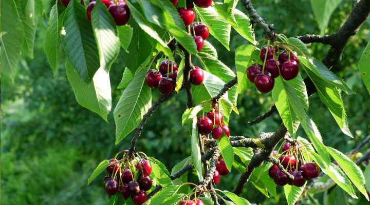 Purple Cherry (Prunus avium)