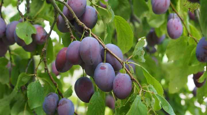 Plum (Prunus domestica)