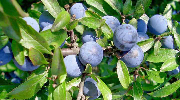 Sloe Berry (Prunus spinosa)