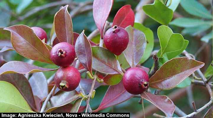 Psidium guajava