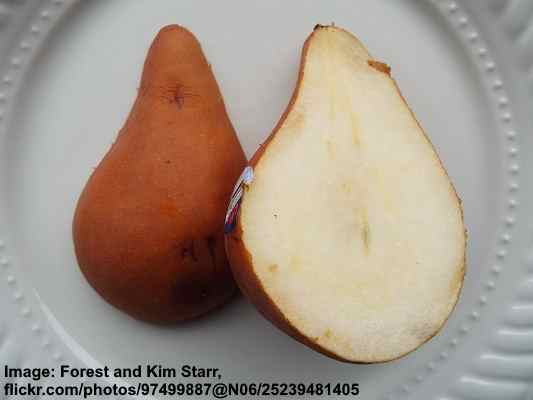 Bosc Pear (Pyrus communis)