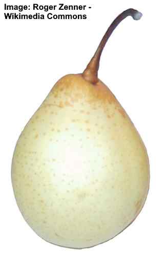 Chinese White Pear (Pyrus bretschneideri)