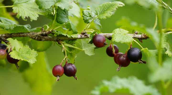 Purple Gooseberry (Ribes uva-crispa)