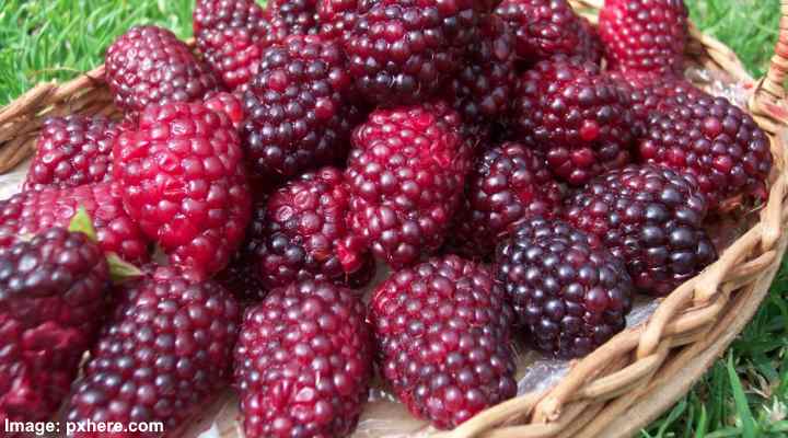 Tayberry (Rubus fruticosus x idaeus)