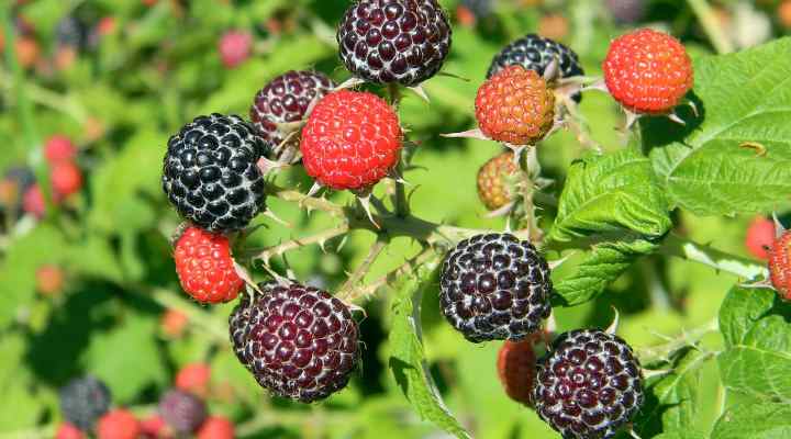 Purple Raspberry (Rubus occidentalis)