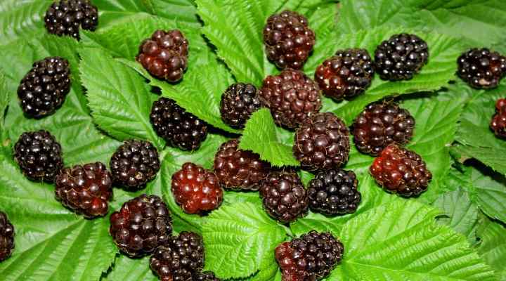 Boysenberry (Rubus ursinus x idaeus)