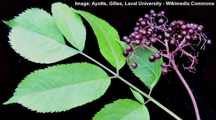 American Elderberry (Sambucus canadensis)