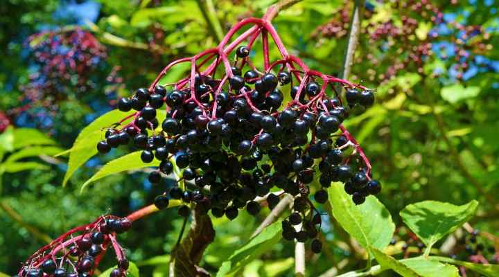 Black elderberry (Sambucus nigra)