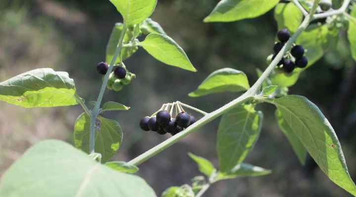 Black Nightshade (Solanum nigrum)