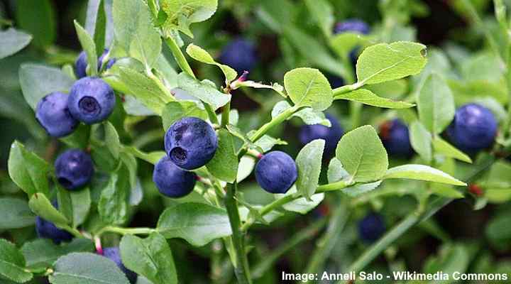 Bilberry (Vaccinium myrtillus)