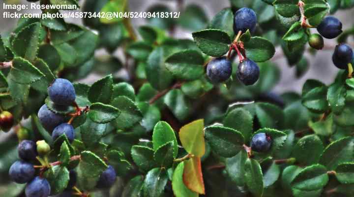 Huckleberry (Vaccinium ovatum)