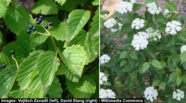 32 Shrubs And Trees With Purple Berries Identification Guide