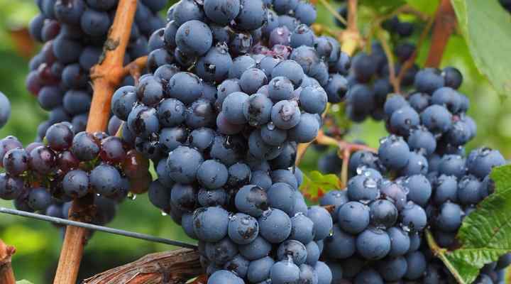 Concord Grape (Vitis labrusca ‘Concord’)