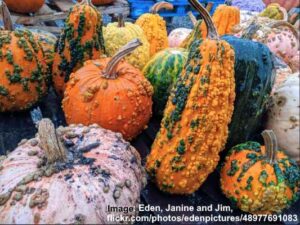 Types Of Gourds With Pictures And Identification Chart