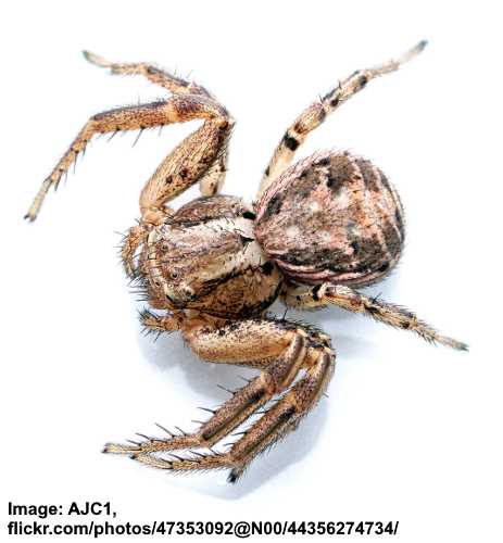 Types of Brown Garden Spiders (With Pictures) - Identification Guide