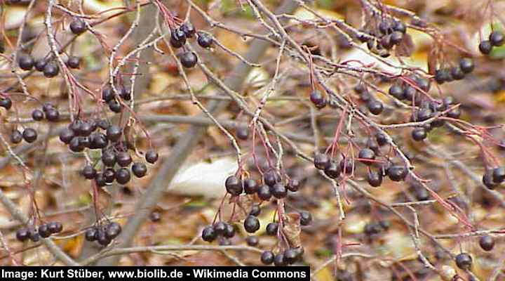 Purple Chokeberry (Aronia prunifolia)