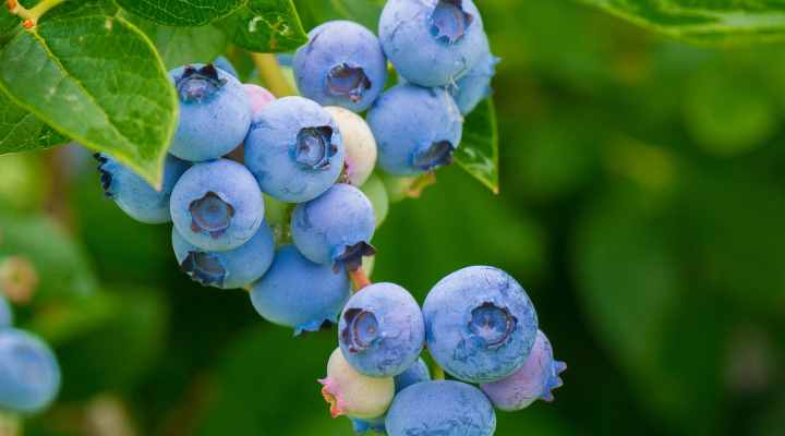 Blueberry (Vaccinium corymbosum or Vaccinium angustifolium)