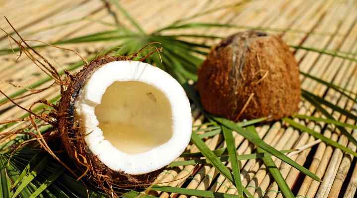 Coconut (Cocos nucifera)