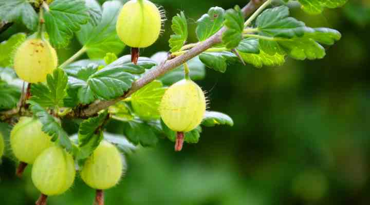 Gooseberry (Ribes uva-crispa)