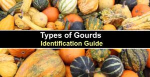 Types Of Gourds With Pictures And Identification Chart