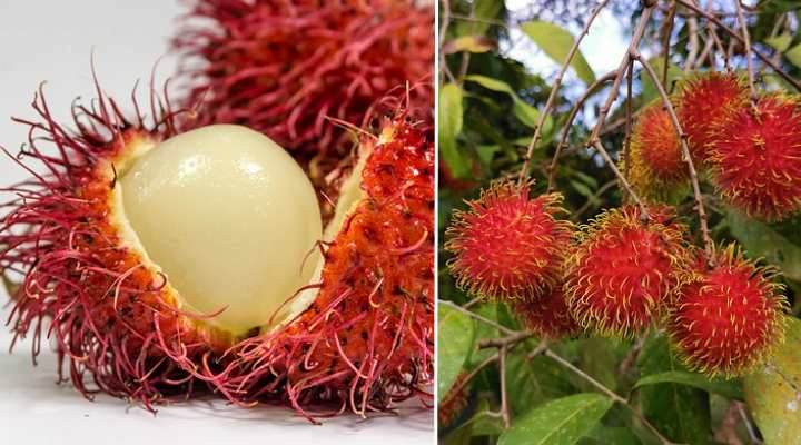 Rambutan (Nephelium lappaceum)