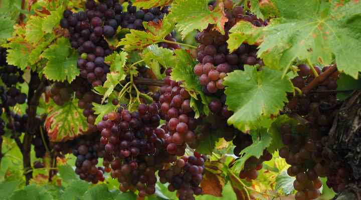 Teinturier Grape (Vitis vinifera ‘Purpurea’)