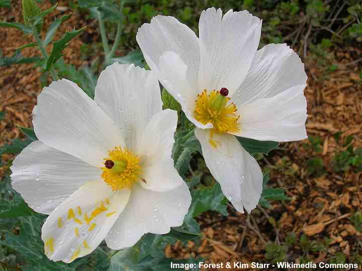 Pua Kala / Hawaiian Poppy (Argemone glauca)