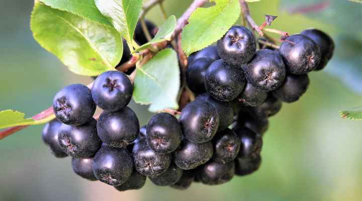 Black Chokeberry (Aronia melanocarpa)