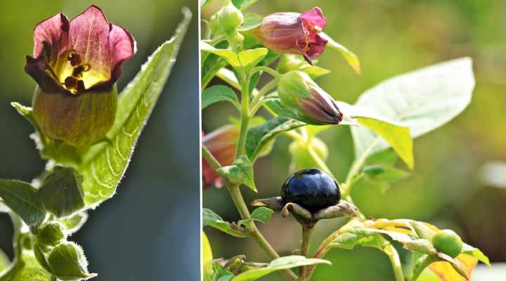 Deadly Nightshade (Atropa belladonna)