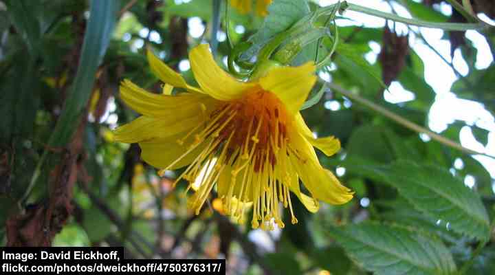 Cosmosflower Beggarticks (Bidens cosmoides)