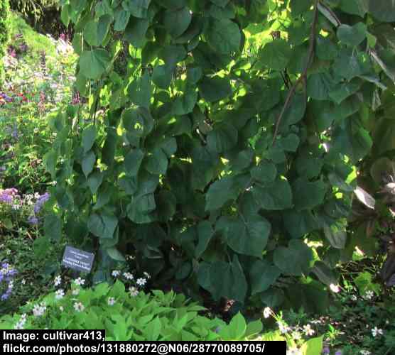 Weeping Redbud (Cercis canadensis ‘Lavender Twist’)