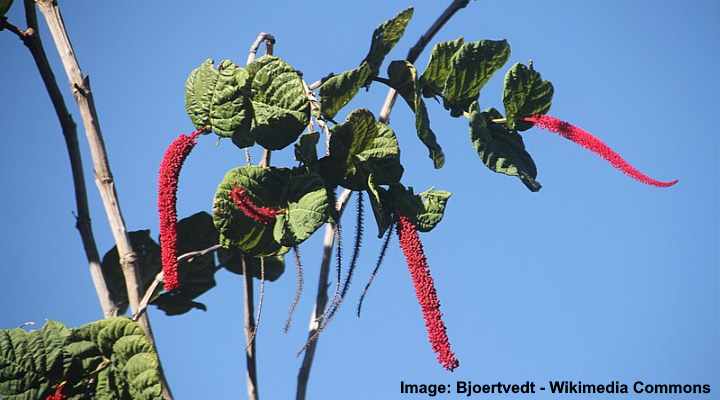 Red-flowered seagrape (Coccoloba rugosa)
