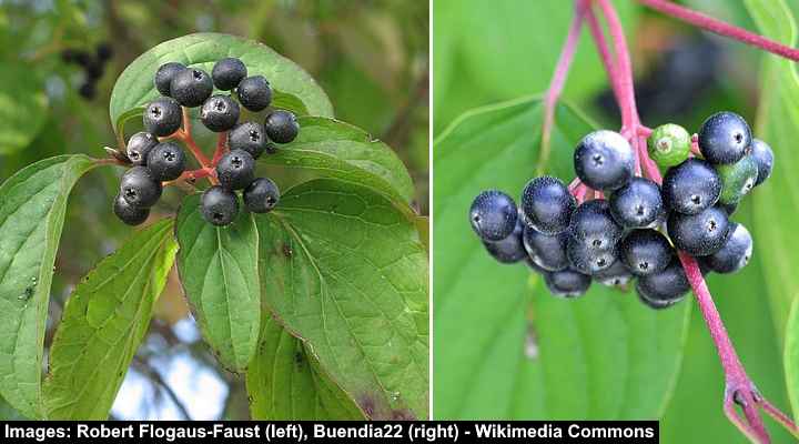 Common Dogwood (Cornus sanguinea)