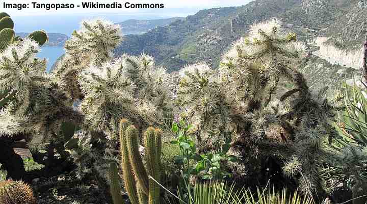 Hudson Pear (Cylindropuntia rosea)