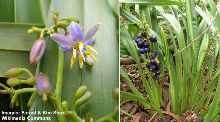 ‘Uki‘Uki (Dianella sandwicensis)