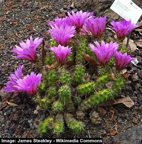 Berlandier’s Hedgehog Cactus (Echinocereus berlandieri)